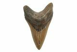 Fossil Megalodon Tooth - North Carolina #245896-1